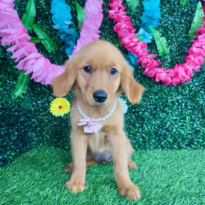 Female Golden Retriever puppy named Spicy Deluxe for sale at Puppy Dreams - Denton.