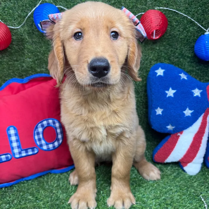 Female Golden Retriever puppy named Buttercup for sale at Puppy Dreams - Arlington.
