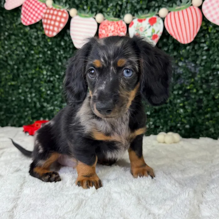 Female Dachshund puppy named Cupcake for sale at Puppy Dreams - Garland.