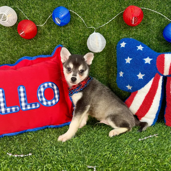 Male Alaskan Klee Kai puppy named Bruce for sale at Puppy Dreams - Arlington.