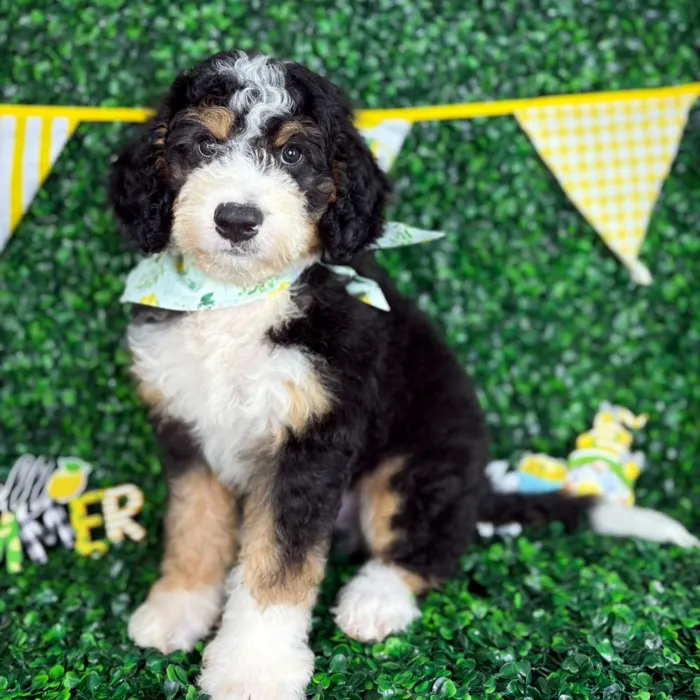 Male Bernedoodle puppy named Benny for sale at Puppy Dreams - North Richland Hills.