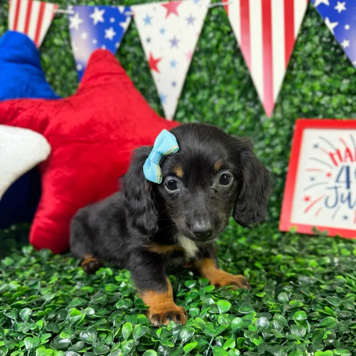 Female Dachshund puppy named Lucy for sale at Puppy Dreams - North Richland Hills.