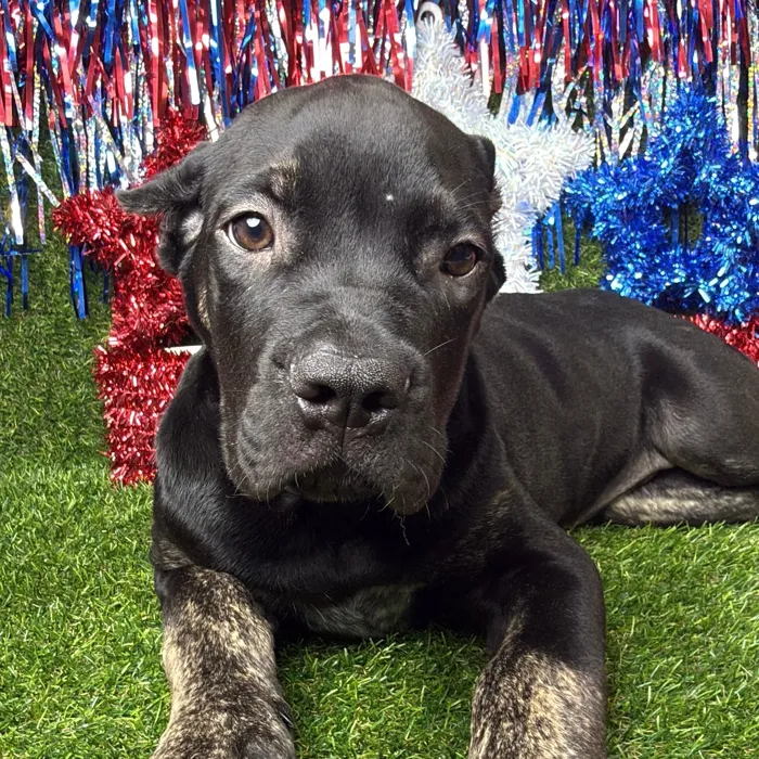 Male Cane Corso puppy named Zeuz for sale at Puppy Dreams - Arlington.