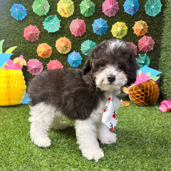 Male Poodle Toy puppy named Teddy for sale at Puppy Dreams - Carrollton.