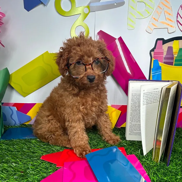 Male Mini Poodle puppy named *Mr. Fratto* for sale at Puppy Dreams - Mansfield.