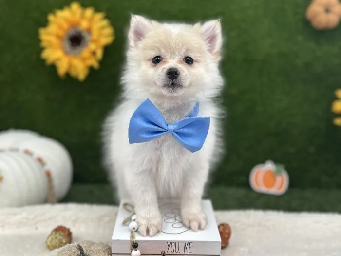 Male Pomeranian Puppy for Sale in Euless, TX