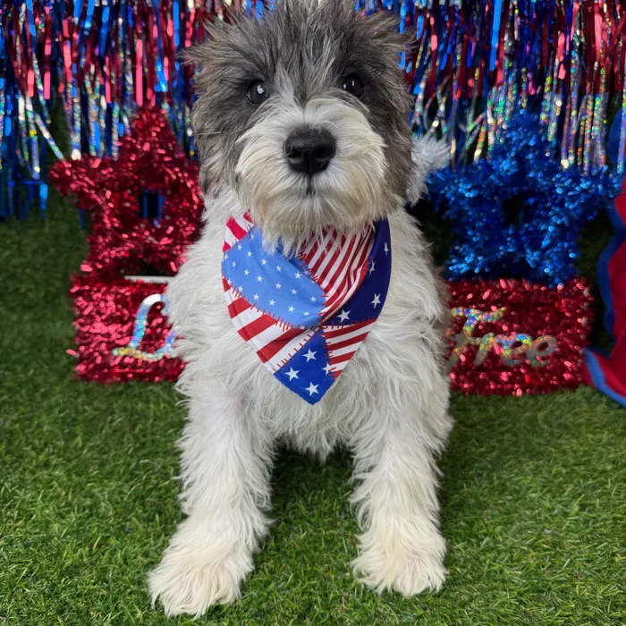 Male Mini Schnauzer puppy named Snickers for sale at Puppy Dreams - Arlington.