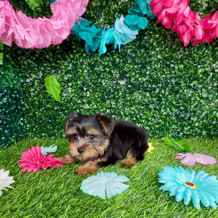 Male Yorkie puppy named Calico for sale at Puppy Dreams - Denton.