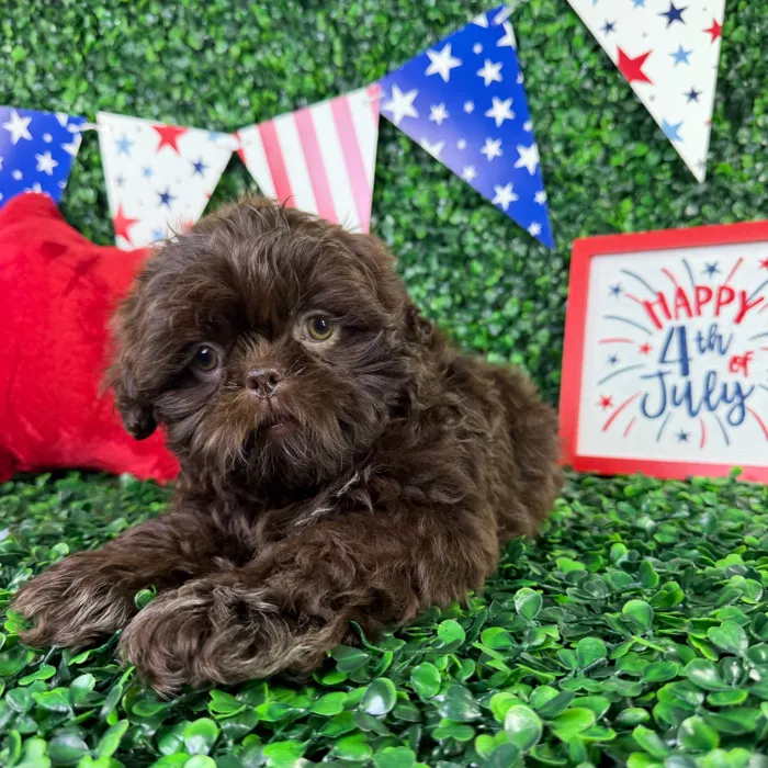 Male Shih Tzu puppy named Usher for sale at Puppy Dreams - North Richland Hills.