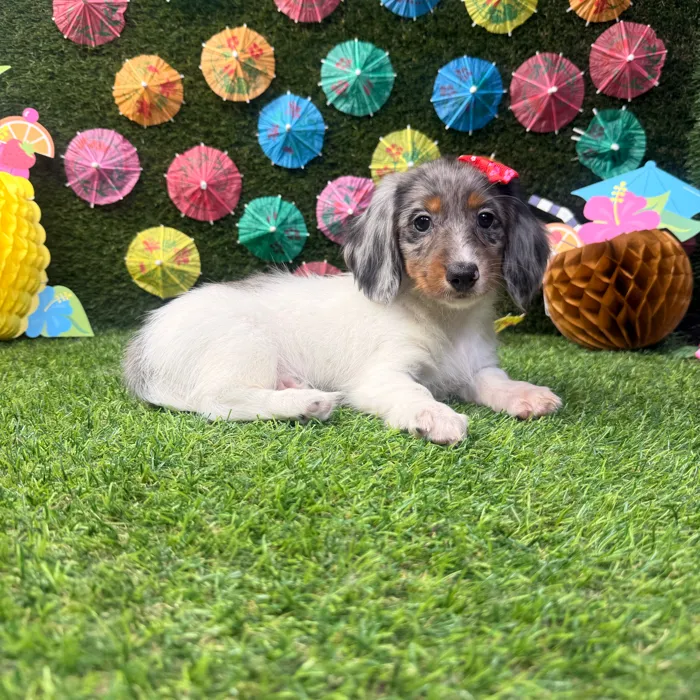 Female Dachshund puppy named Clover for sale at Puppy Dreams - Carrollton.