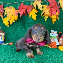 car_main_img_/media/ap_media/pets/LRPDENZKQAVY145152.webp.250x250_q85.webp