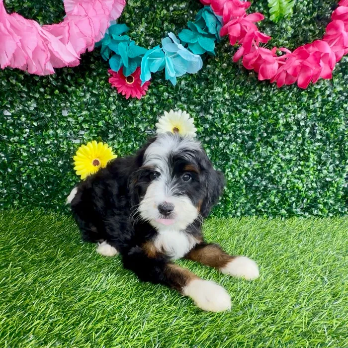Female Bernedoodle puppy named Mooyah for sale at Puppy Dreams - Denton.