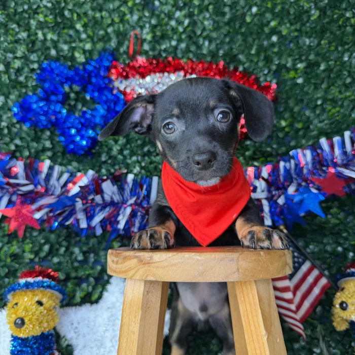 Male Chiweenie puppy named Taco for sale at Puppy Dreams - Garland.