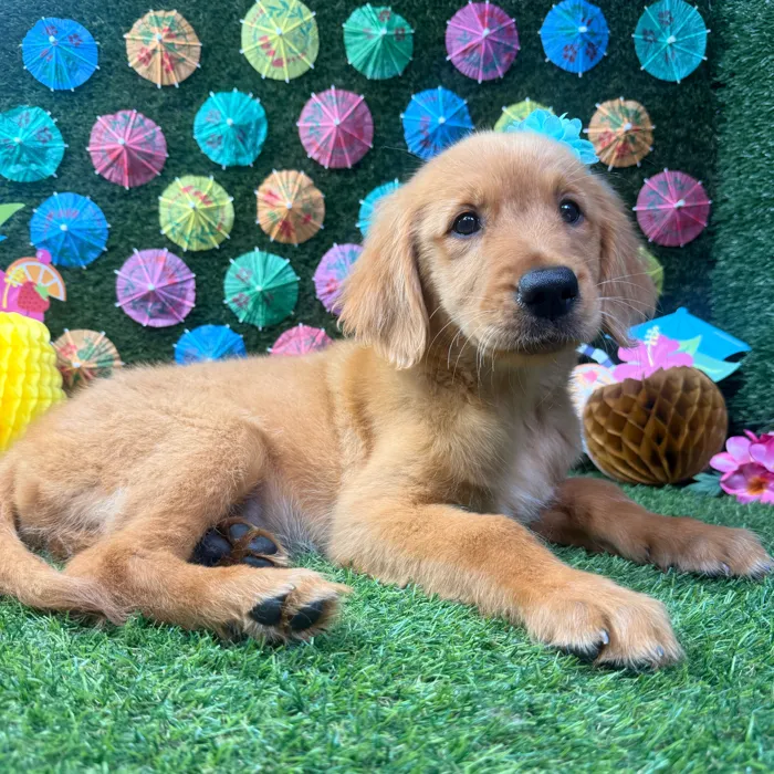 Female Golden Retriever puppy named Sunny for sale at Puppy Dreams - Carrollton.