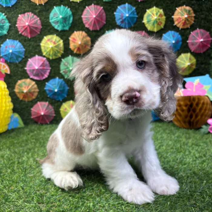 Male Cocker Spaniel puppy named Ollie for sale at Puppy Dreams - Carrollton.