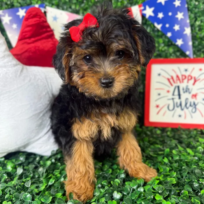 Female Yorkie-Poo puppy named Rosie for sale at Puppy Dreams - North Richland Hills.
