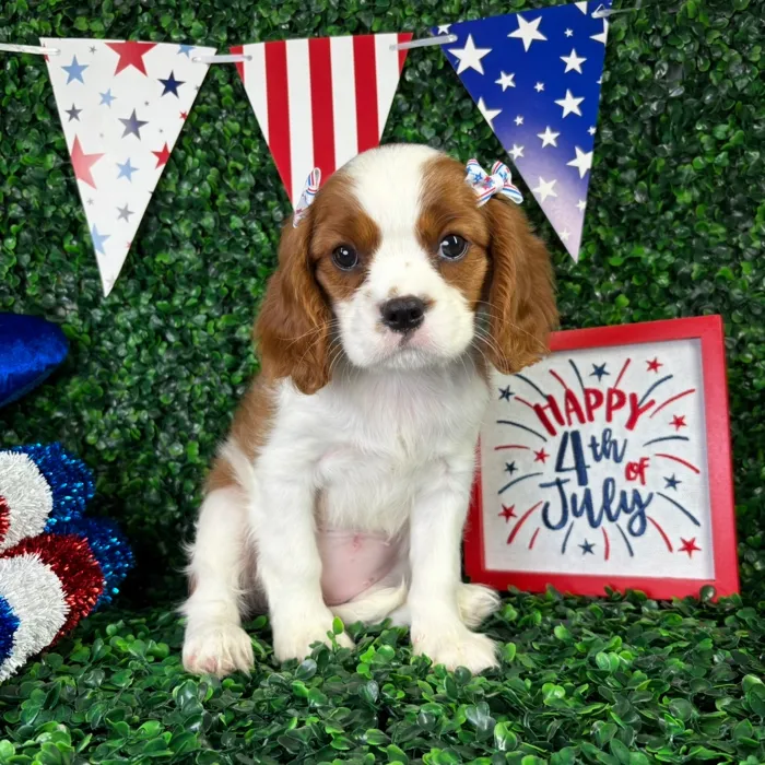 Female Cavalier King Charles Spaniel puppy named Emma for sale at Puppy Dreams - North Richland Hills.