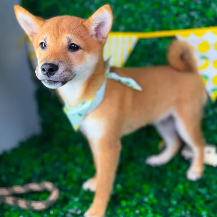 Male Shiba Inu puppy named Waffles for sale at Puppy Dreams - North Richland Hills.