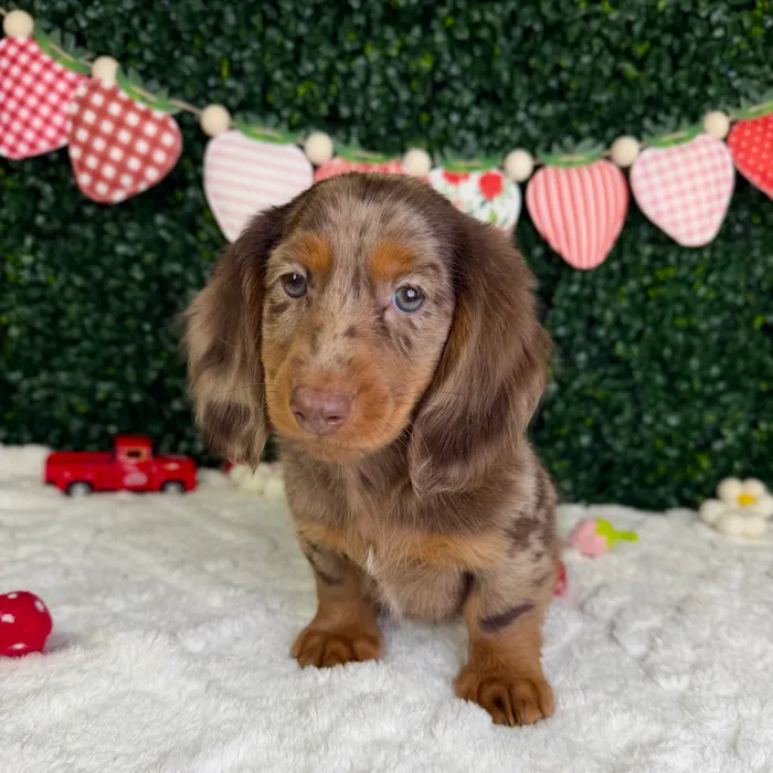 Male Dachshund puppy named River for sale at Puppy Dreams - Garland.