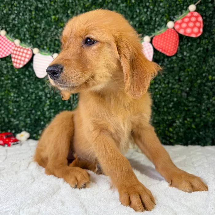 Female Golden Retriever puppy named Olive for sale at Puppy Dreams - Garland.
