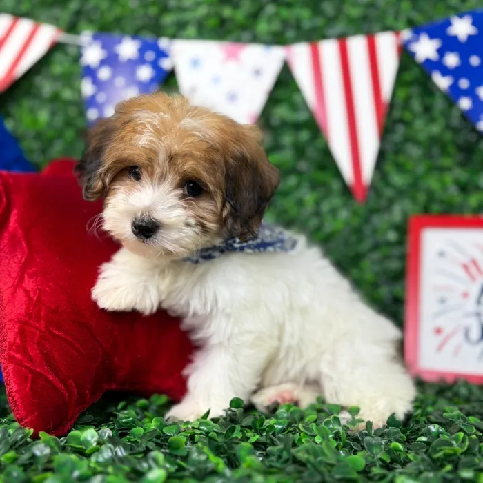 Male Yochon puppy named Jack for sale at Puppy Dreams - North Richland Hills.