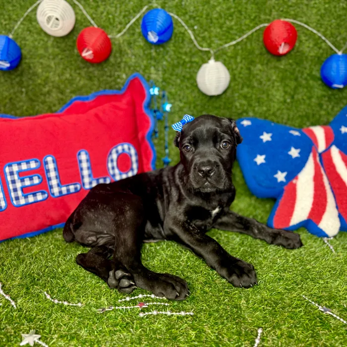 Female Cane Corso puppy named Penny for sale at Puppy Dreams - Arlington.