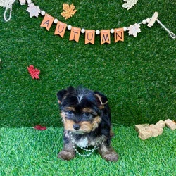 car_main_img_/media/ap_media/pets/LWZDPSFLFLNB144849.webp.250x250_q85.webp