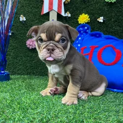 Female English Bulldog puppy named Muffin for sale at Puppy Dreams - Carrollton.