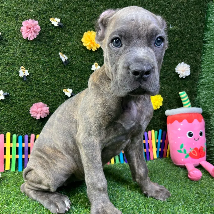 Female Cane Corso puppy named Harley for sale at Puppy Dreams - Carrollton.
