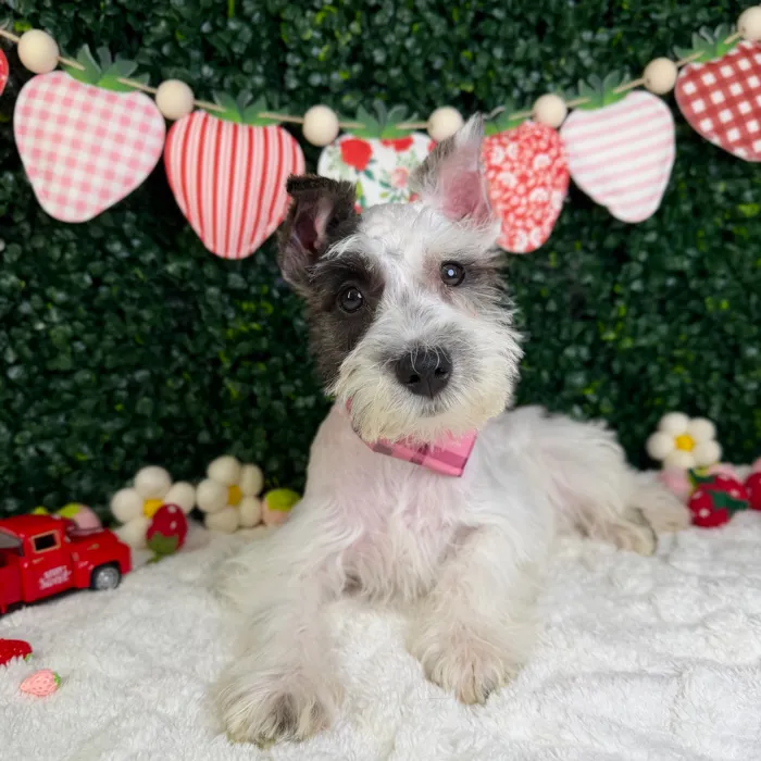 Female Mini Schnauzer puppy named Sugar for sale at Puppy Dreams - Garland.