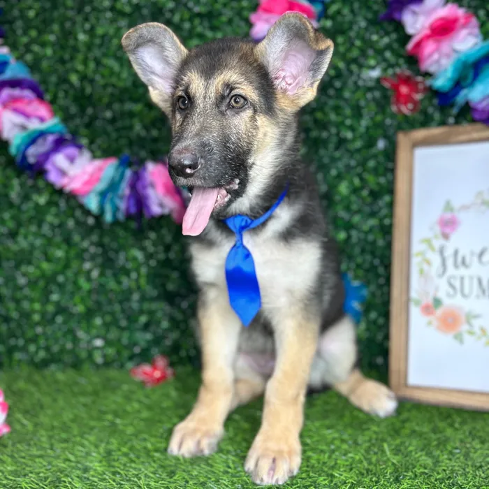 Male German Shepherd puppy named *Dallas* for sale at Puppy Dreams - Mansfield.