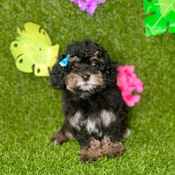 car_main_img_/media/ap_media/pets/MAGUVXRZSTQP135632.webp.250x250_q85.webp