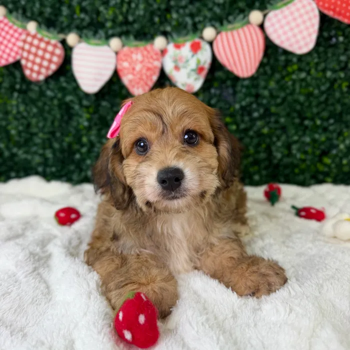 Female Yochon puppy named Mocha for sale at Puppy Dreams - Garland.