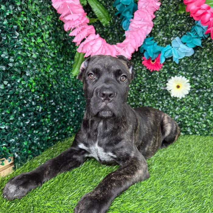 Male Cane Corso puppy named Whopper for sale at Puppy Dreams - Denton.
