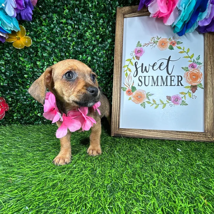 Female Chiweenie puppy named *Venus* for sale at Puppy Dreams - Mansfield.