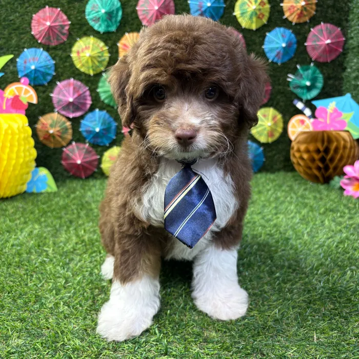 Male Mini Aussie Poo puppy named Charlie for sale at Puppy Dreams - Carrollton.
