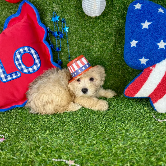 Male Morkie puppy named Milo for sale at Puppy Dreams - Arlington.