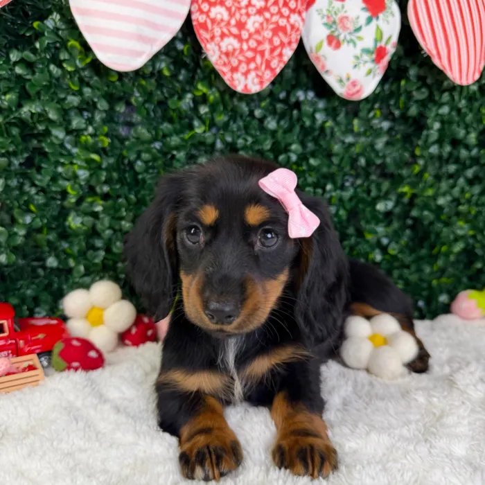 Female Dachshund puppy named Skye for sale at Puppy Dreams - Garland.