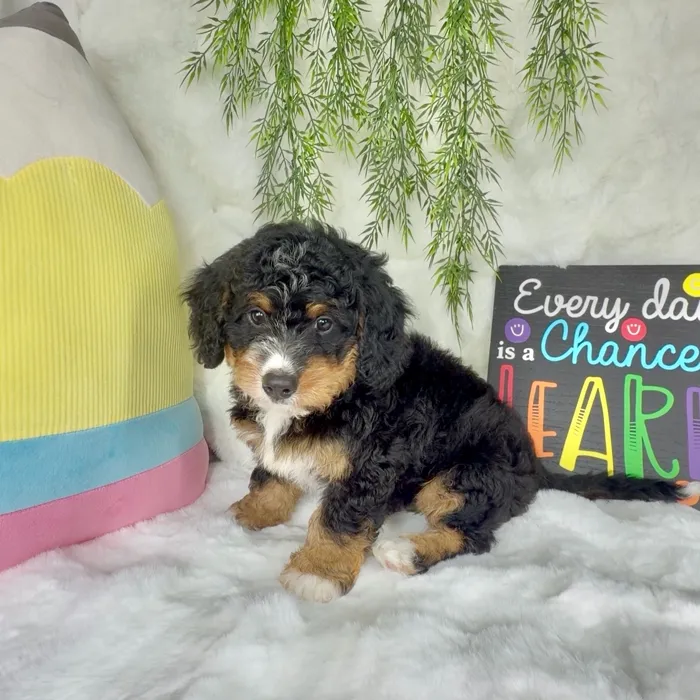 Male Bernedoodle puppy named Duke for sale at Puppy Dreams - Denton.