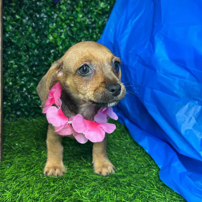 Female Chiweenie puppy named *Venus* for sale at Puppy Dreams - Mansfield.