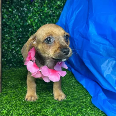 Female Chiweenie puppy named *Venus* for sale at Puppy Dreams - Mansfield.