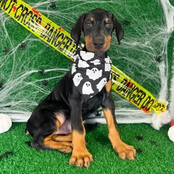 car_main_img_/media/ap_media/pets/MITZDAIASWFU147666.webp.250x250_q85.webp