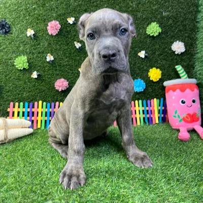 Female Cane Corso puppy named Harley for sale at Puppy Dreams - Carrollton.