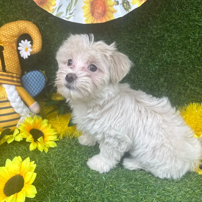 Female Maltipoo puppy named Minnie for sale at Puppy Dreams - Arlington.