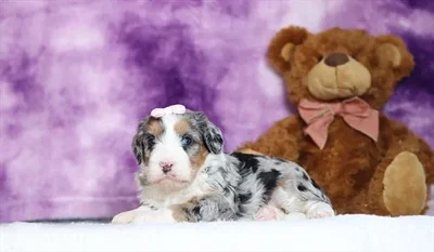 Female Bernedoodle Mini puppy for sale at Puppy Dreams - Arlington.