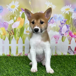 car_main_img_/media/ap_media/pets/MOGSUNFGEXRC136462.webp.250x250_q85.webp