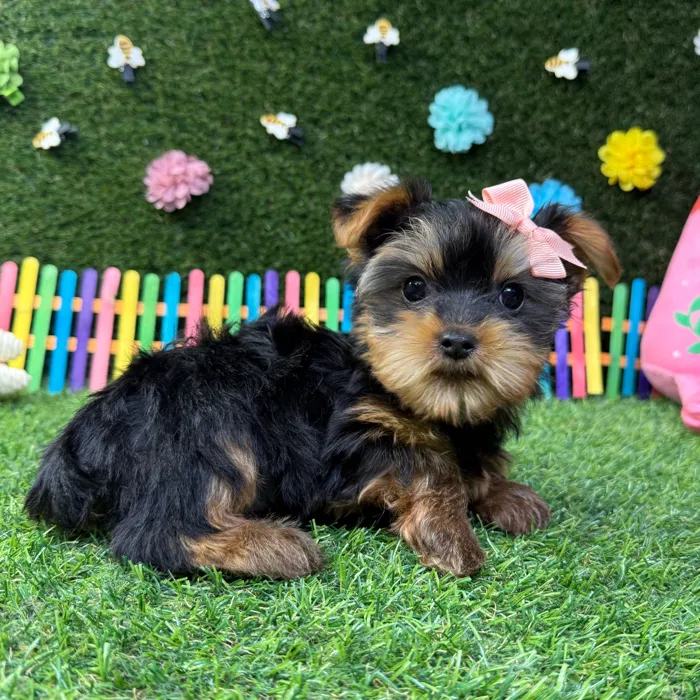 Female Yorkie puppy named Ella for sale at Puppy Dreams - Carrollton.