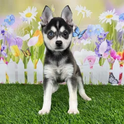 car_main_img_/media/ap_media/pets/MPLFFMCNBJVH120462.webp.250x250_q85.webp