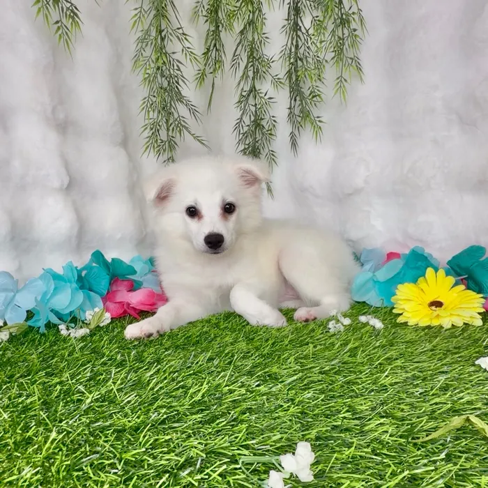 Male American Eskimo puppy named Cowboy for sale at Puppy Dreams - Denton.
