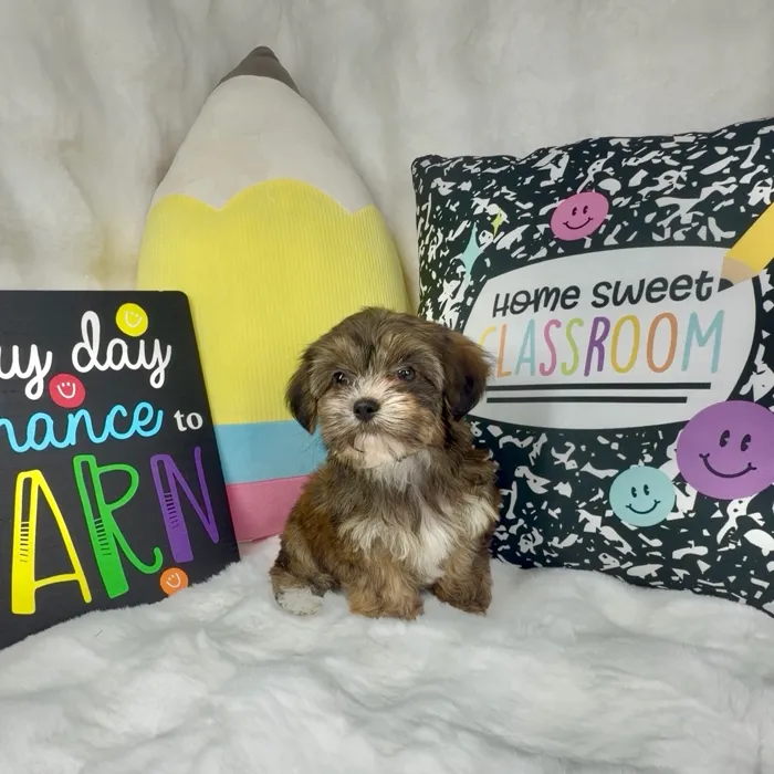 Female Shorkie puppy named Muffin for sale at Puppy Dreams - Denton.